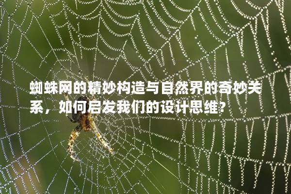 蜘蛛網(wǎng)的精妙構(gòu)造與自然界的奇妙關(guān)系，如何啟發(fā)我們的設(shè)計思維？